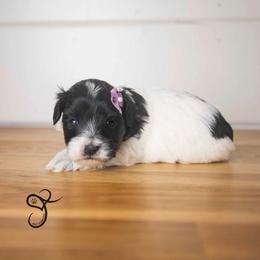 Ginger - Parti female Miniature Schnauzer puppy in Diamond Valley, Utah from JoJo's Schnauzers