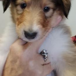Lady Vhagar - Sable merle and white female Collie puppy in Elmhurst, Illinois from Stacey's Collies