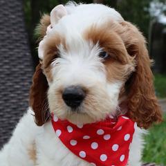 Blue Collar - Double Doodle puppy in Palmview, Texas from Love Me Pooch