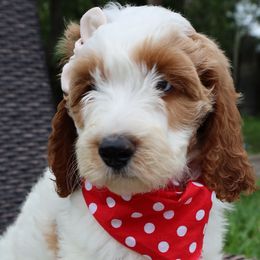 Blue Collar - Double Doodle puppy in Palmview, Texas from Love Me Pooch