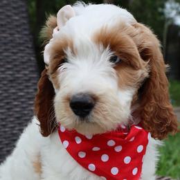 Blue Collar - Double Doodle puppy in Palmview, Texas from Love Me Pooch