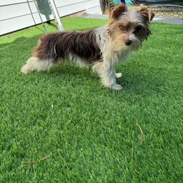 Palmer - Yorkshire Terrier