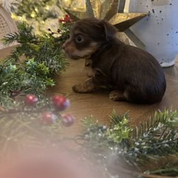 Yorkshire Terrier Puppies from MCM Acres