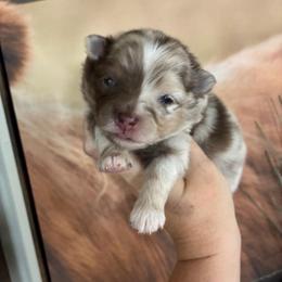 Ace - Chocolate merle male Pomeranian puppy in Inola, Oklahoma from My Bella’s Pomeranians