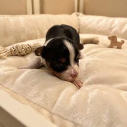 Yorkipoo and Yorkshire Terrier Puppies from OK Puppies LLC