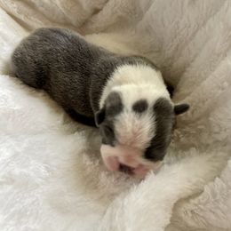 Boy 1 - Boston Terrier puppy in George West, Texas from Duke of Earl’s Boston Terriers