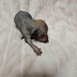Jack Skellington (jack) - Bronze male Xoloitzcuintli puppy in Eugene, Oregon from Naked nobles kennel