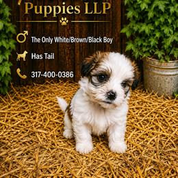 The Only White Black Brown Male - White male Morkie puppy in Avon, Indiana from Precise Puppies LLP