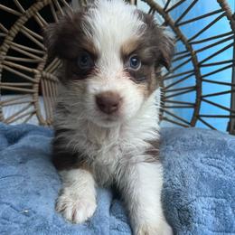 James - Red tri-color male Australian Shepherd puppy in Grants Pass, Oregon from Carmel Mountain Aussies