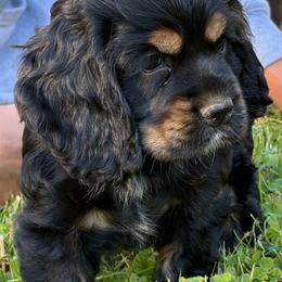 Elle - Black and tan female Cocker Spaniel puppy in Roanoke, West Virginia from Blackberry Farm Cockers