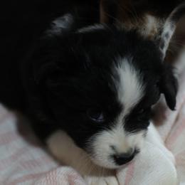 Adelaide - Black tri female Miniature Australian Shepherd puppy in Gretna, Virginia from Adams Acres Cattle Dogs