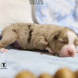 Brock - Red Merle Male - Red merle male Miniature Australian Shepherd puppy in Nacogdoches, Texas from TK Standard, Mini, & Toy Aussies