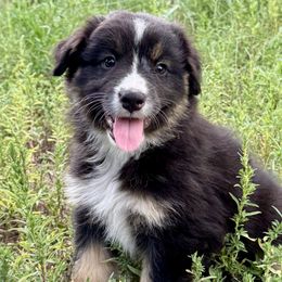 Hazel - Black tri-color female Australian Shepherd puppy in Hugo, Colorado from Frying Pan Ranch Australian Shepherds