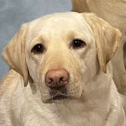 Peach - Labrador Retriever