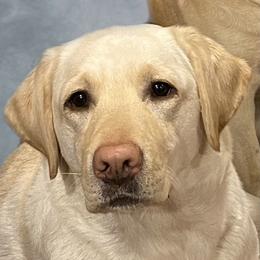 Peach - Labrador Retriever