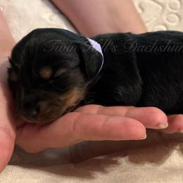 Purple - Black and tan female Dachshund puppy in Jonesboro, Illinois from Twin Hills Dachshunds