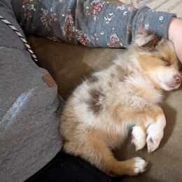Miniature American Shepherd and Miniature Australian Shepherd Puppies from Trailside Mini Aussies