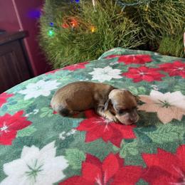 Princess - Cream female Dachshund puppy in Perris, California from Doxie_pupps