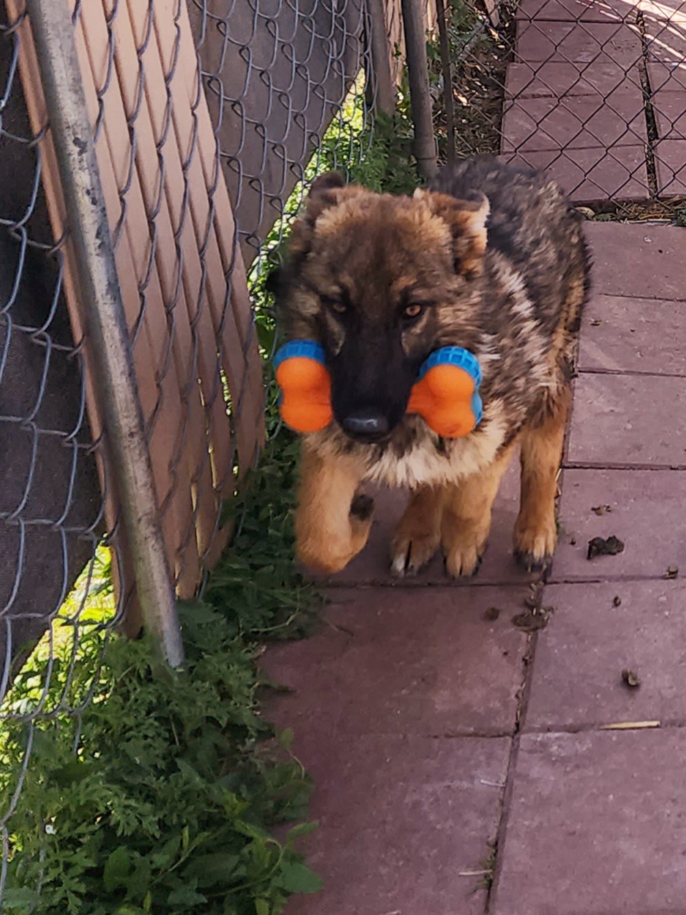 German Shepherd and Pembroke Welsh Corgi Puppies from Tiny Titans K9