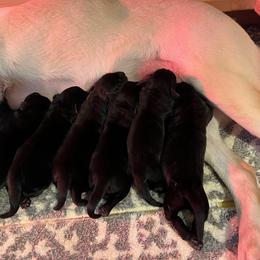 Laramie - Black female Labrador Retriever puppy in Long Valley, New Jersey from Long Valley Labradors