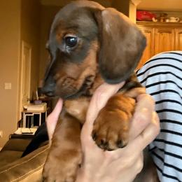 Jim - Red male Dachshund puppy in Sulphur Springs, Texas from Waggin Beach Paradise Doxies