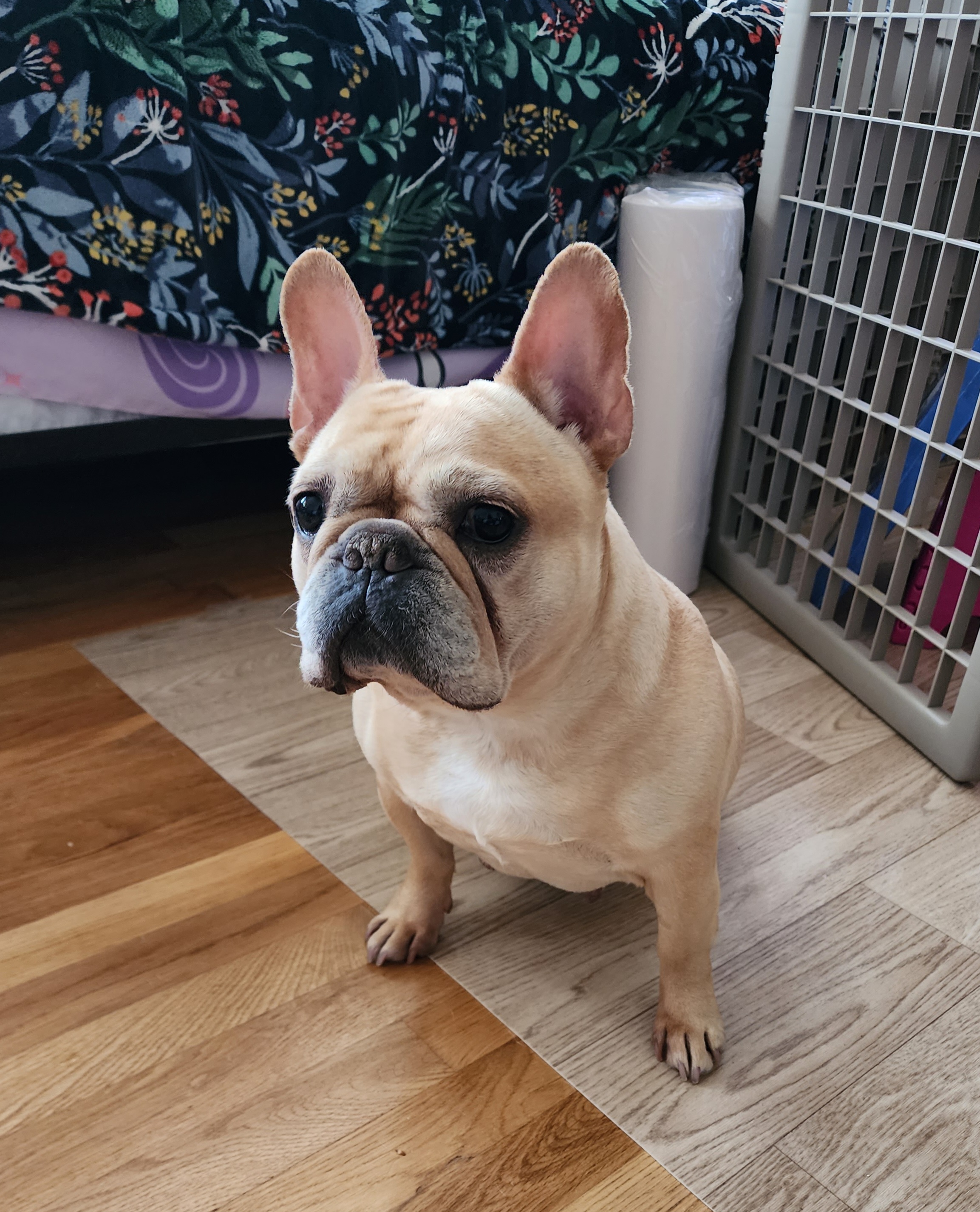 French Bulldog All Grown Up from TOP Bred Frenchies by Jill