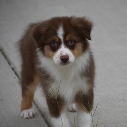 Starboard - Red tri-color female Australian Shepherd puppy in Jameson, Missouri from Sky Creek