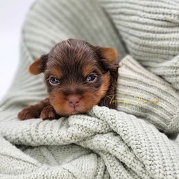 Maltese and Yorkshire Terrier Puppies from Tampa Teacup Puppies