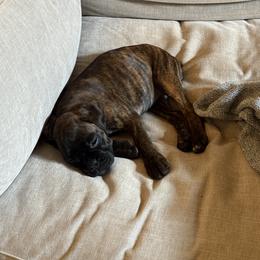Boxer Puppies from Sergeant's Boxers