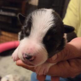 Black white boy Red - Black and white male Border Collie puppy in Bradley, South Carolina from DiCola Farm