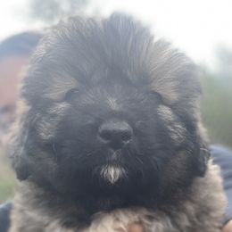 Girl 2 - Caucasian Shepherd Dog puppy in Kapolei, Hawaii from Yiski-Hati Kennel