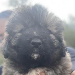 Girl 2 - Caucasian Shepherd Dog puppy in Kapolei, Hawaii from Yiski-Hati Kennel