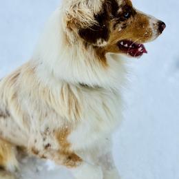 Australian Shepherd All Grown Up from Cobler Farms