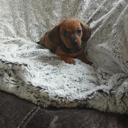 Dachshund Puppies from Dachshund Darlins