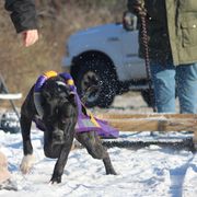 Sunday - Perro de Presa Canario
