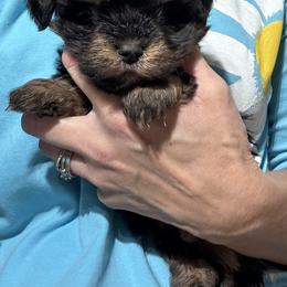 Male 1 - Black and tan male Havanese puppy in Congerville, Illinois from Happy Go Lucky Havanese