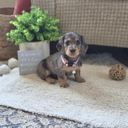 AKC Meet Charlotte :) - Dapple female Dachshund puppy in Centerville, Iowa from Barnyard Dachshunds, Dals & Doodles