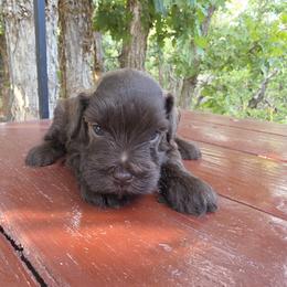 Jasper AKC Solid Liver Miniature Schnauzer - Liver male Miniature Schnauzer puppy in Saratoga Springs, Utah from Happy Beard Schnauzers