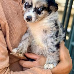 Blue bi Merle male - Blue merle male Miniature Australian Shepherd puppy in Lemon Cove, California from Magic Ranch Mini Aussies