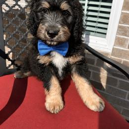 Boy 2 - Black tri-color male Aussiedoodle puppy in Farmville, North Carolina from Middle Swamp Poodles and Doodles
