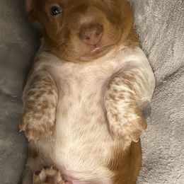 Dachshund Puppies from M5 Dachshunds