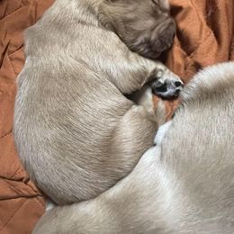 Golden Retriever Puppies from King's Golden Retrievers