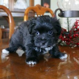 Bryant - Black male Havanese puppy in Hamptonville, North Carolina from Alabama Havanese Kennel Tidewater Kennel