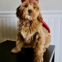 French Toast - Apricot female Goldendoodle puppy in Taylorsville, North Carolina from Heartfelt Doodles