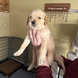 Pink collar - Golden female Golden Retriever puppy in Indianapolis, Indiana from ZuGolden Retrievers & Doodles