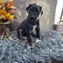 Dachshund and Great Dane Puppies from Ballistic Danes & Dachshunds