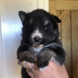 Onyx - Agouti and white male Siberian Husky puppy in Thomasville, Georgia from Southern Blues Siberian Huskies