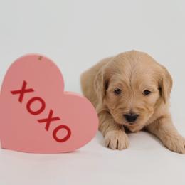 Lainey Wilson - Cream female Goldendoodle puppy in Pleasant Grove, Utah from Canterbury Canines