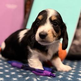 Betsy - Piebald female Dachshund puppy in Troup, Texas from Darling Doxies