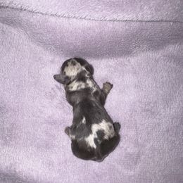 Wednesday - Blue and tan female Dachshund puppy in Hilliard, Florida from Wiggle Weens